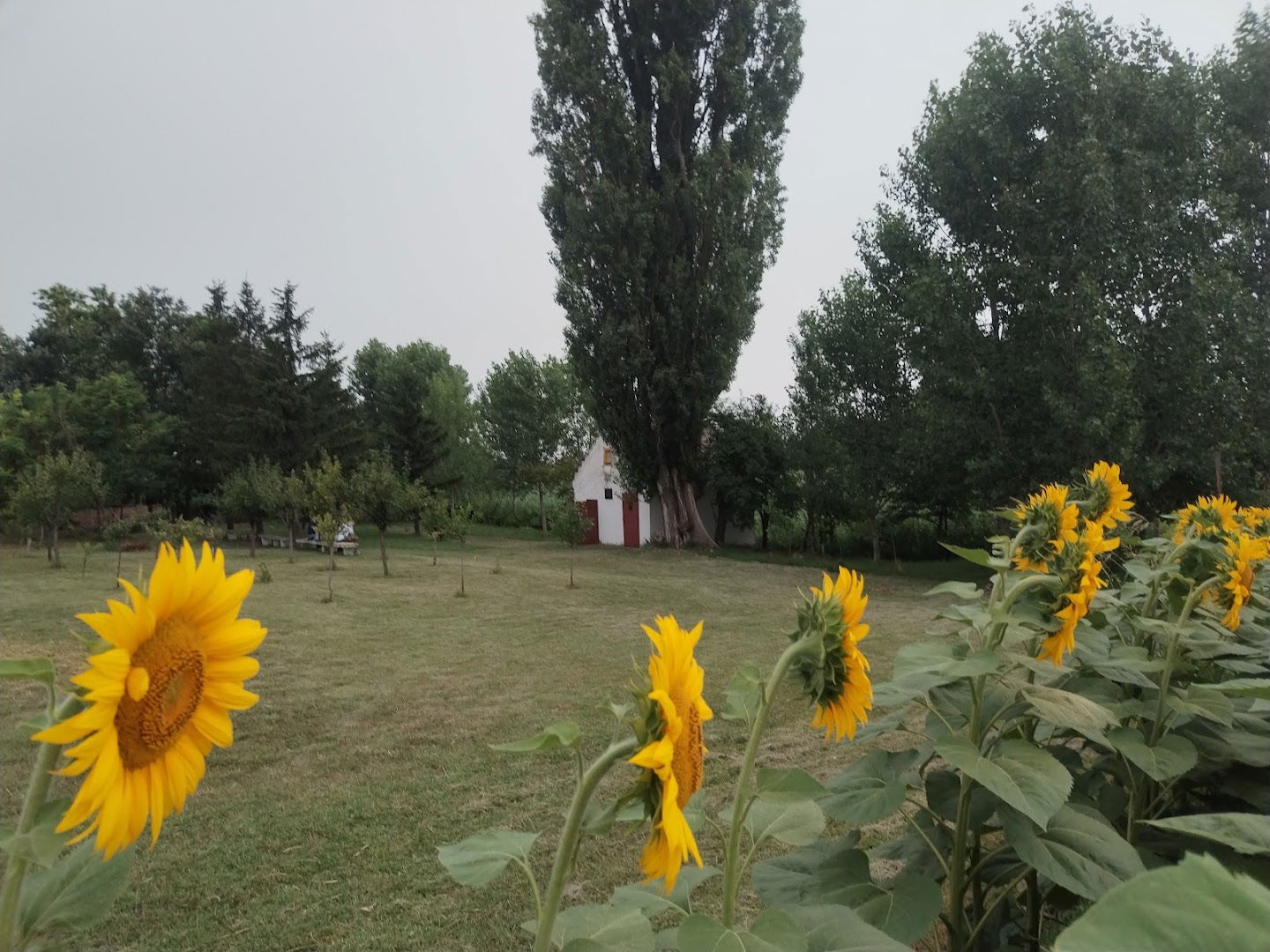 Водица Светог Прокопија