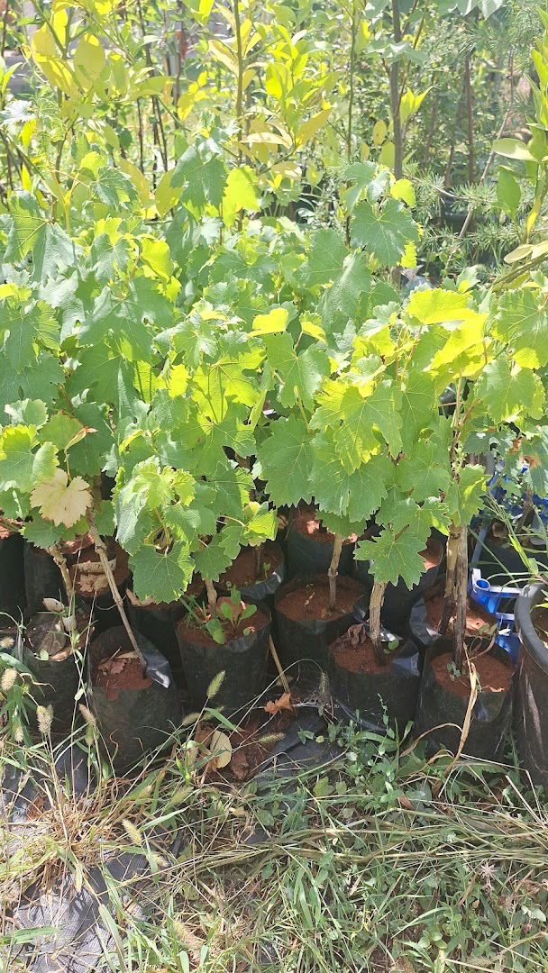 Rasadnik-vivai-nursery