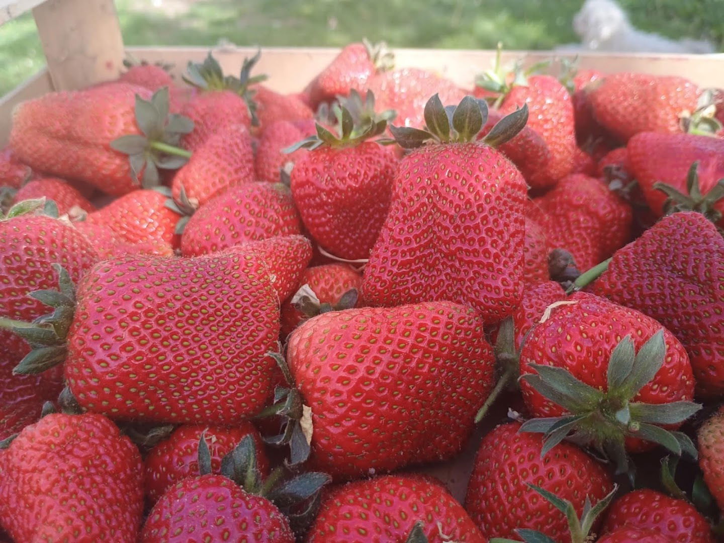 Poljoprivredno Gazdistvo Živković