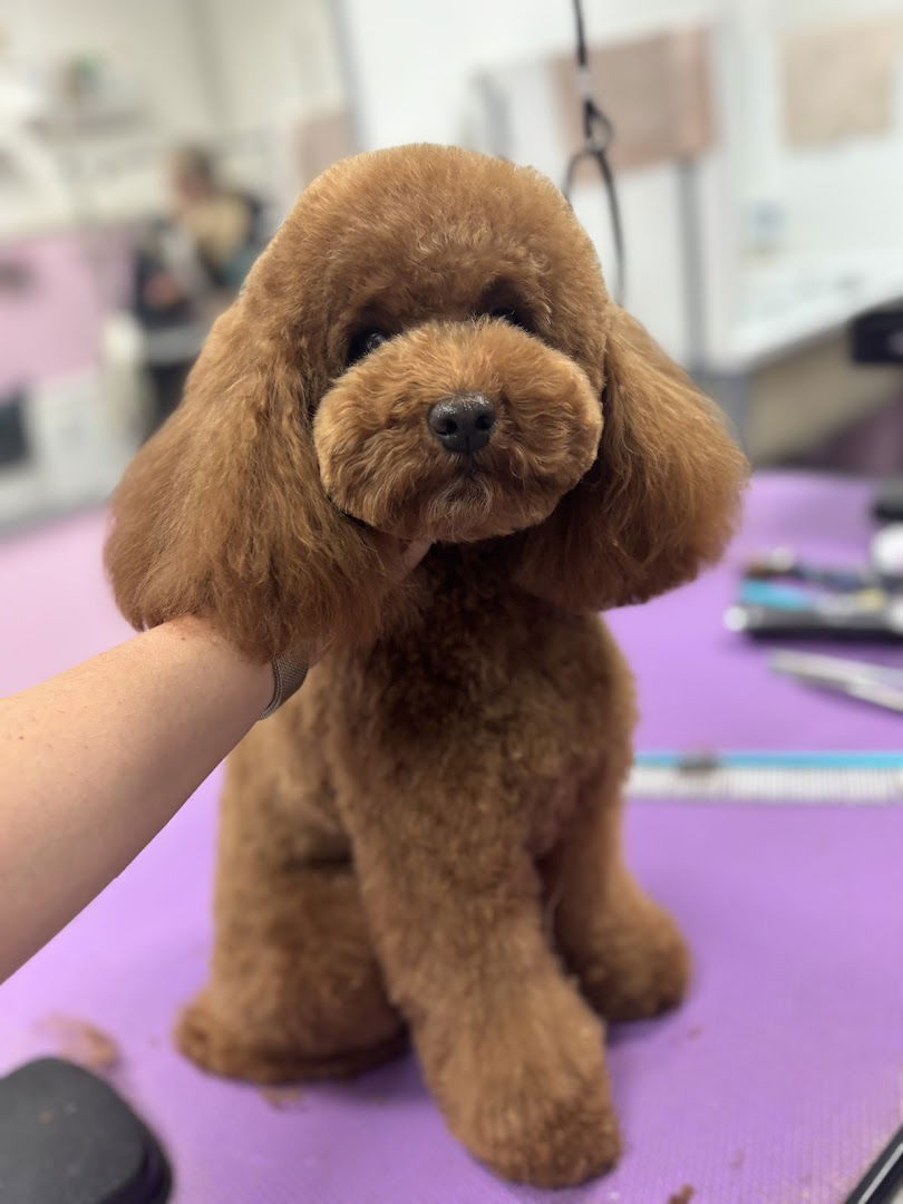 Lily, salon za uređivanje i njegu kućnih ljubimaca