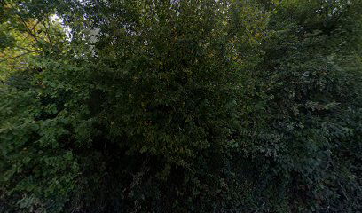 Old cemetery Grubišno Polje