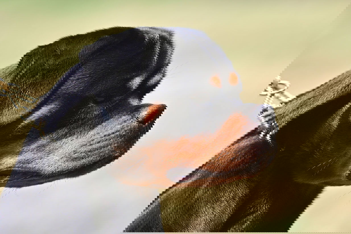 Hause Kaligula Rottweiler kennel