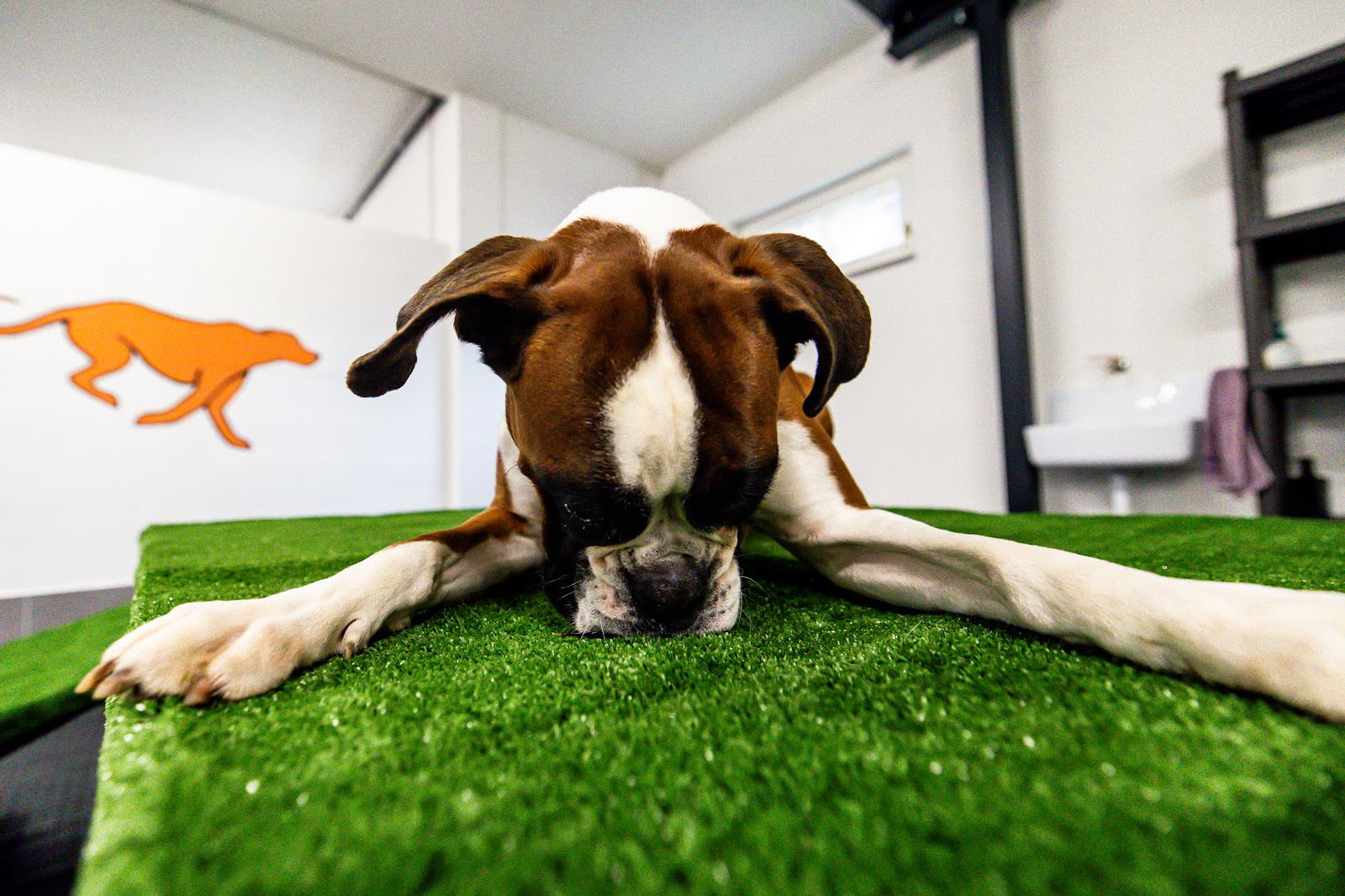 Pasinsky hotel i vrtić za pse