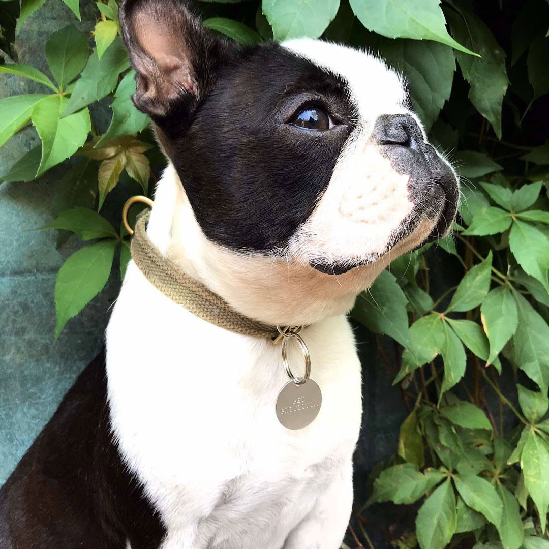 Bostonski Terijer Odgajivacnica! Odgajivacnica BOSTONSKIH TERIJERA- "Zimony".BOSTON TERIJER Beograd