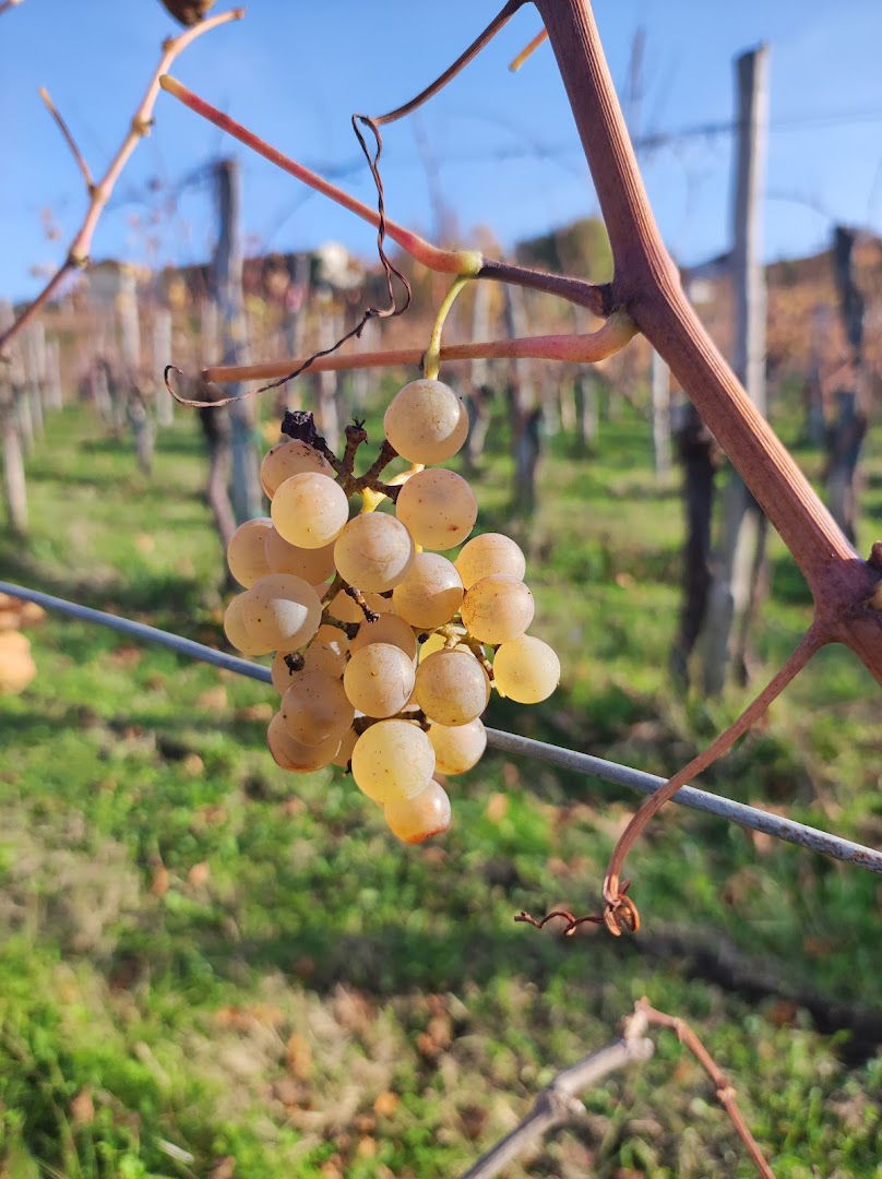 Societa' Agricola Humar Marino & C. S.S.