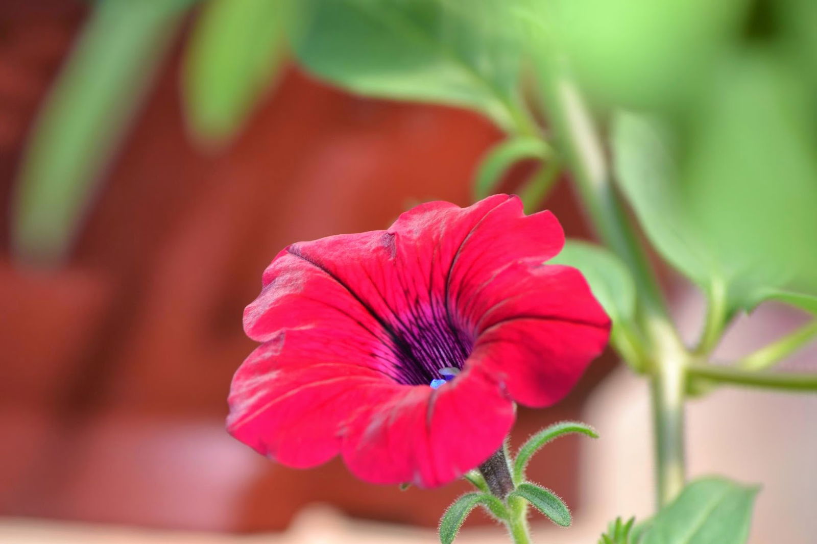 Poljoprivredno Gazdinstvo Deheljan