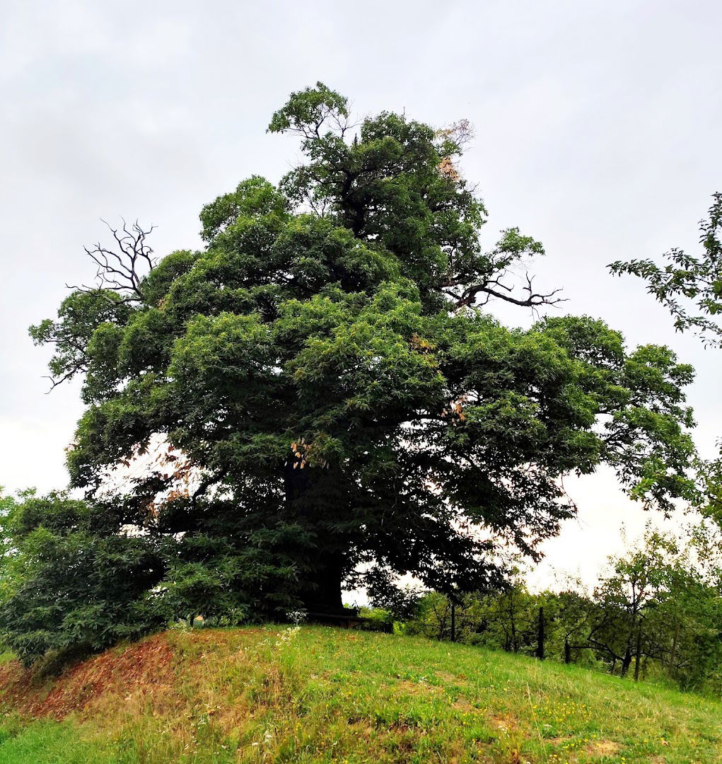 Najstarejši kostanj v Jeruzalemu