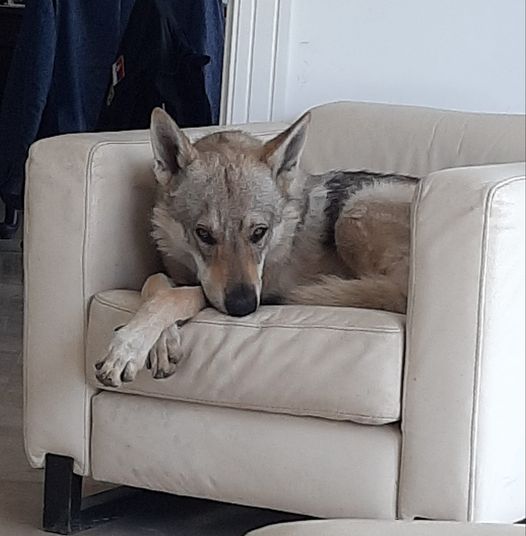 Mara-Kep-Hass i ostali zverovi