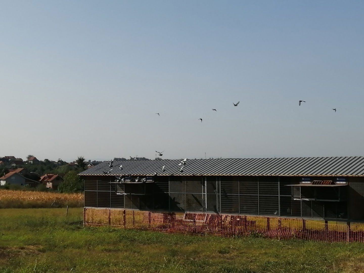 KSGP Beogradski AS Pobednik