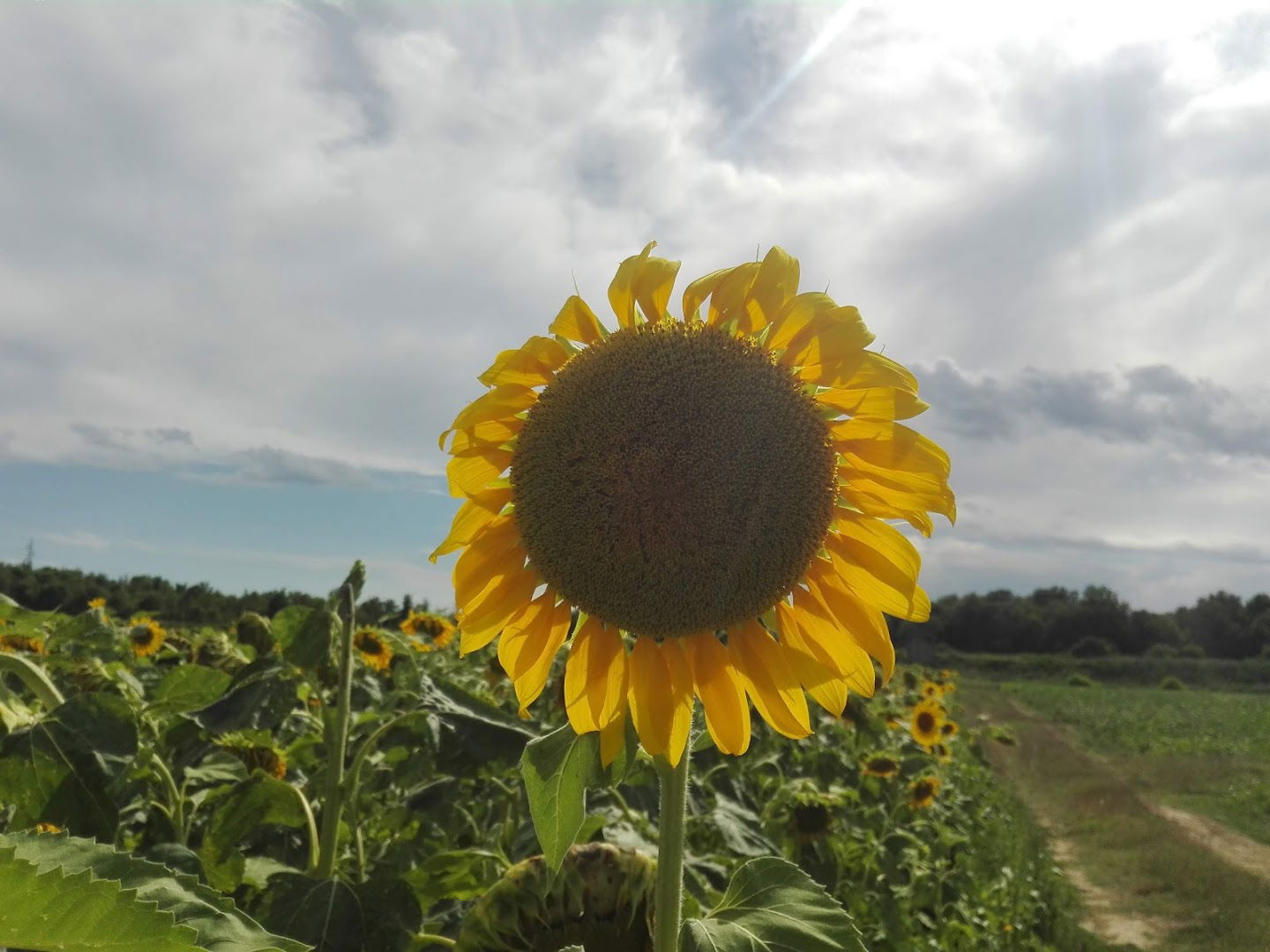 Tenuta Villa Bruna Dei Fratelli Zoppas Srl Societa'agricola