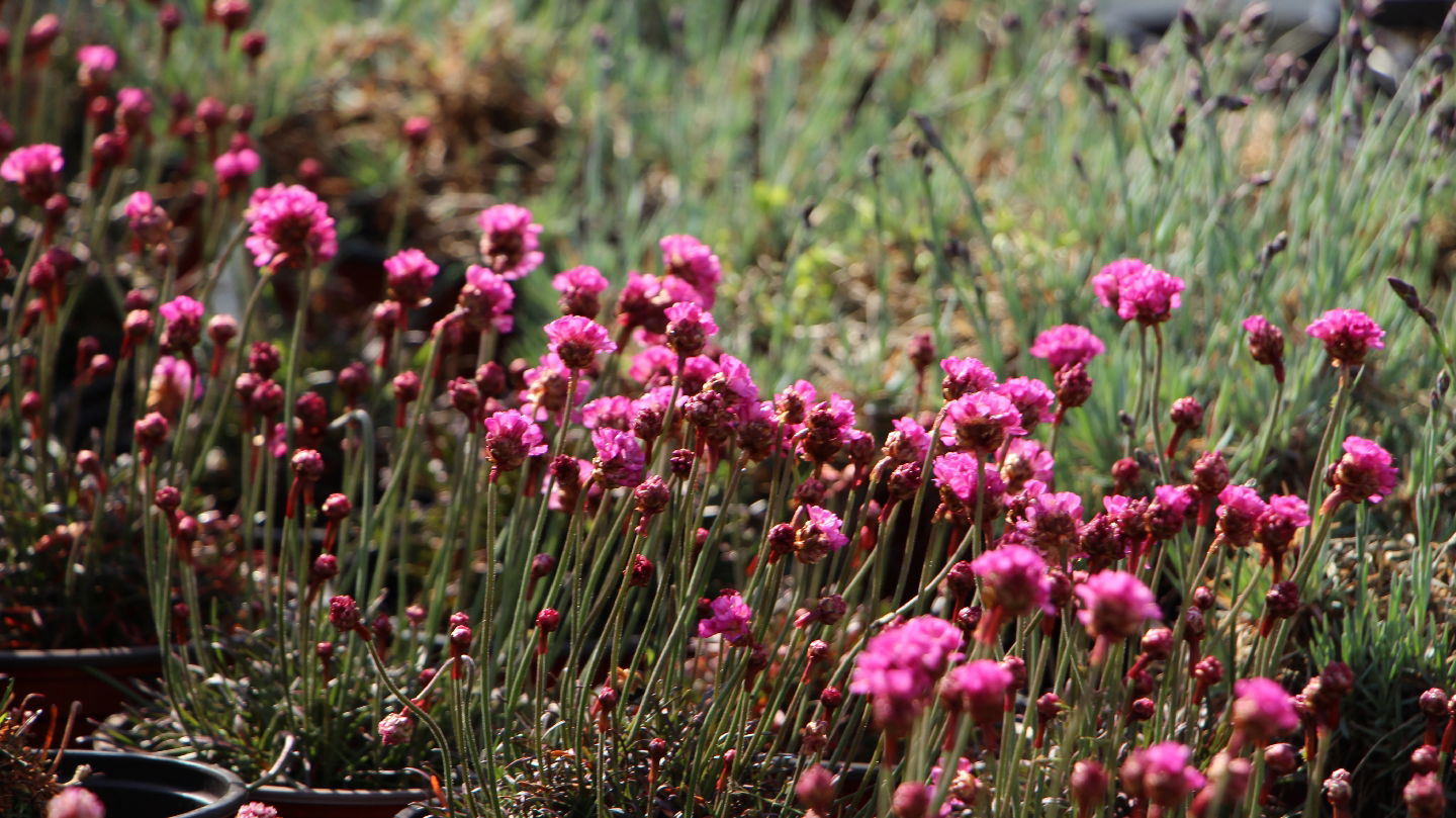 Nursery Garden Goga & Dragan