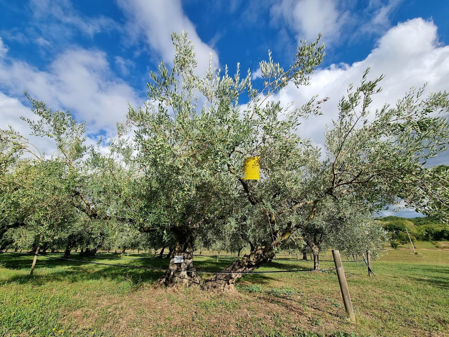 Adopt an olive tree by Olivo Istriano