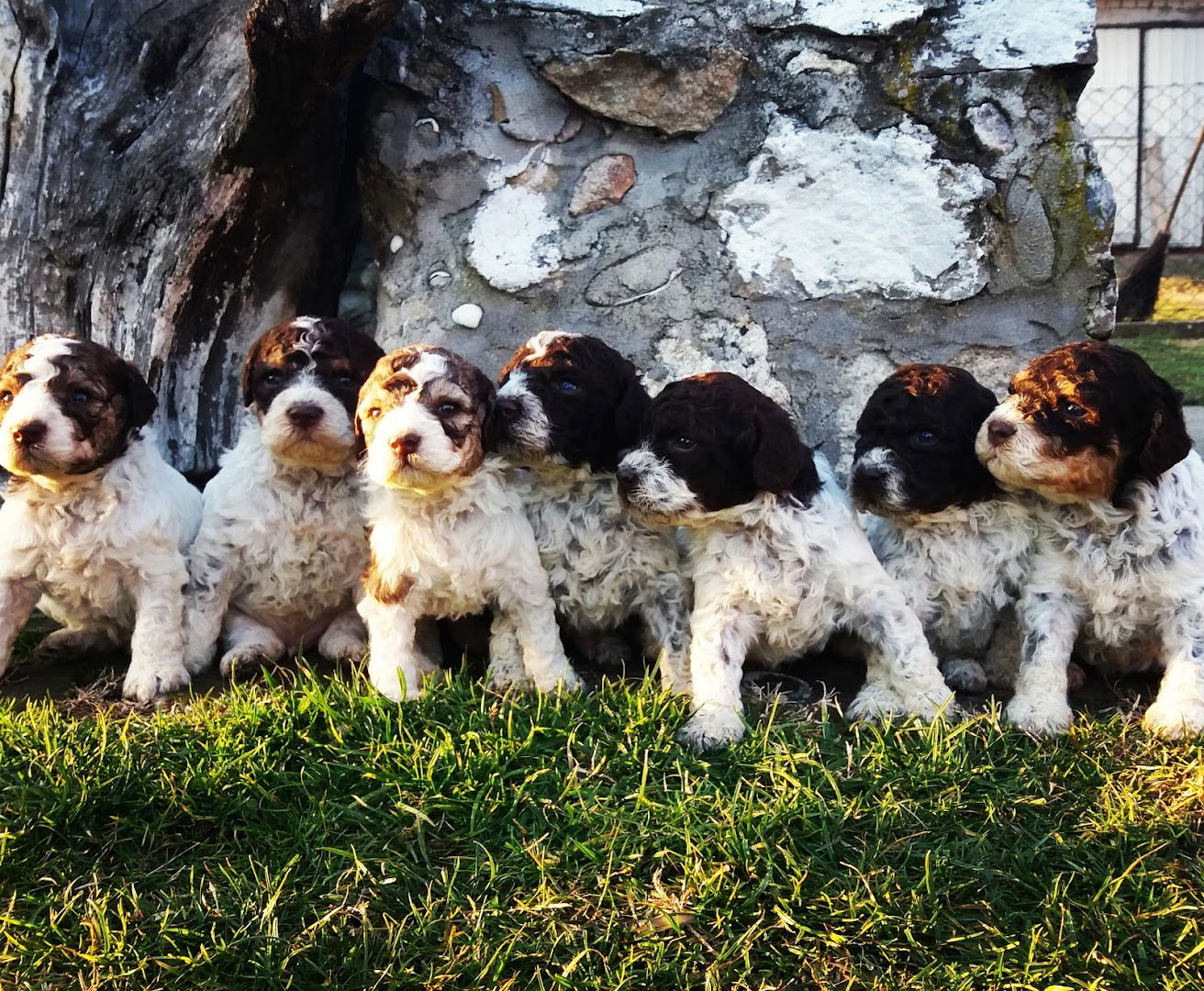 Odgajivacnica Maksimovic