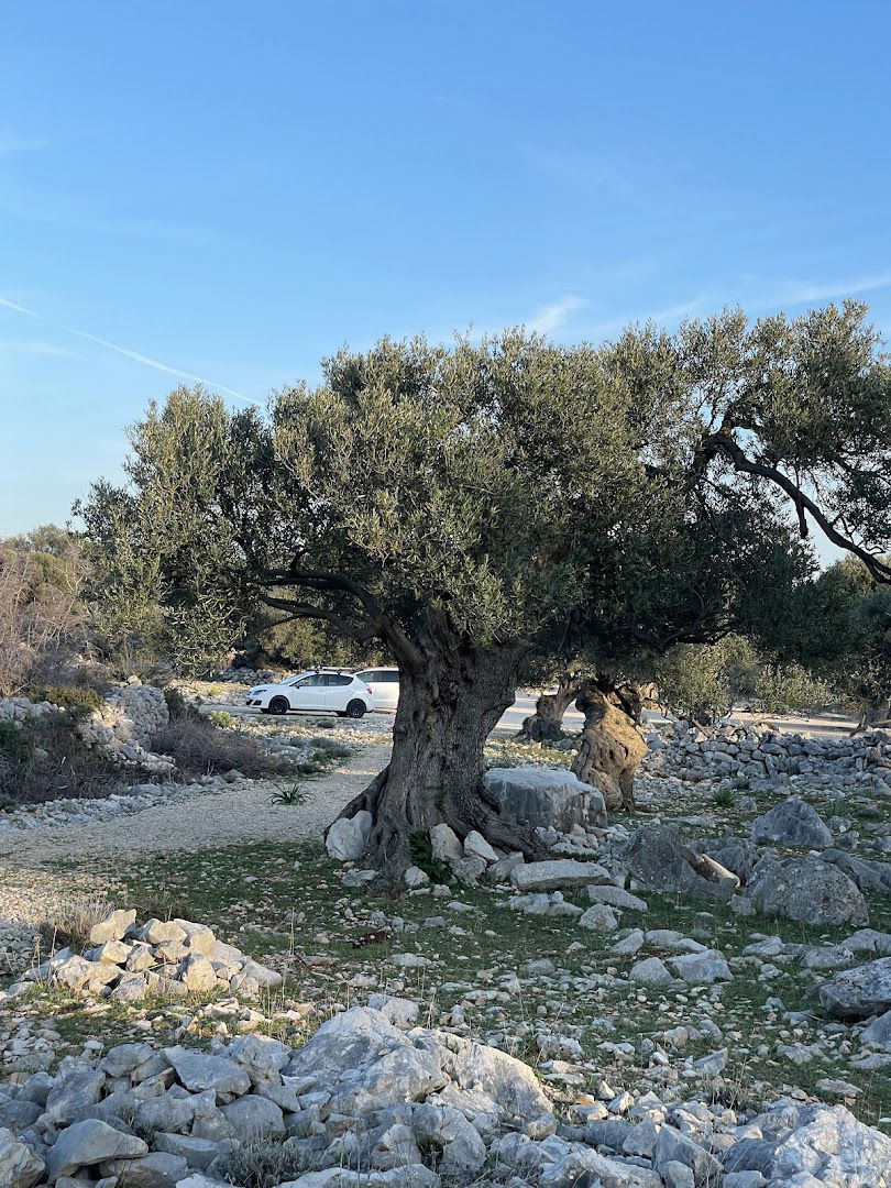 Olive Gardens of Lun