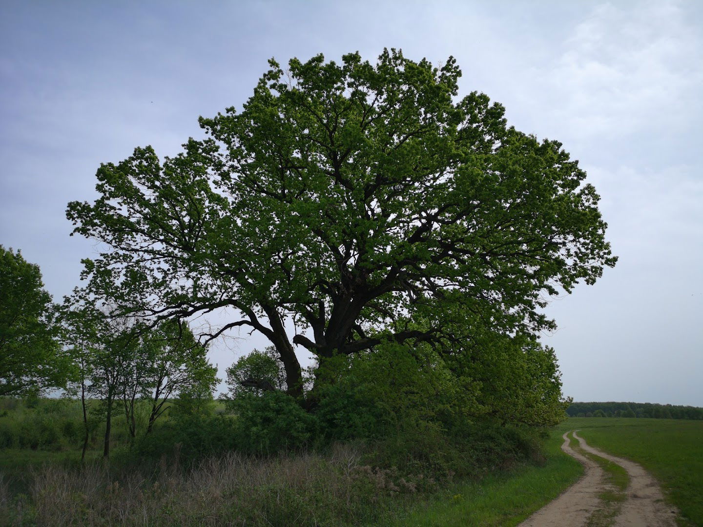 Magyarország legnagyobb törzskerületű tölgyfája