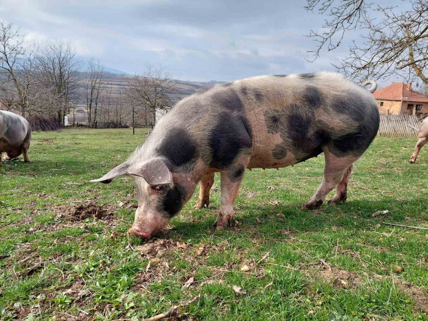 Poljoprivredno gazdinstvo Petkovic