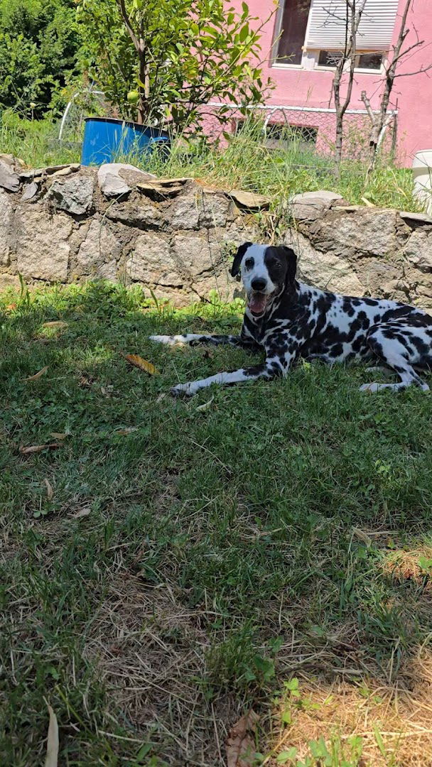 Čuvanje pasa-Trešnja