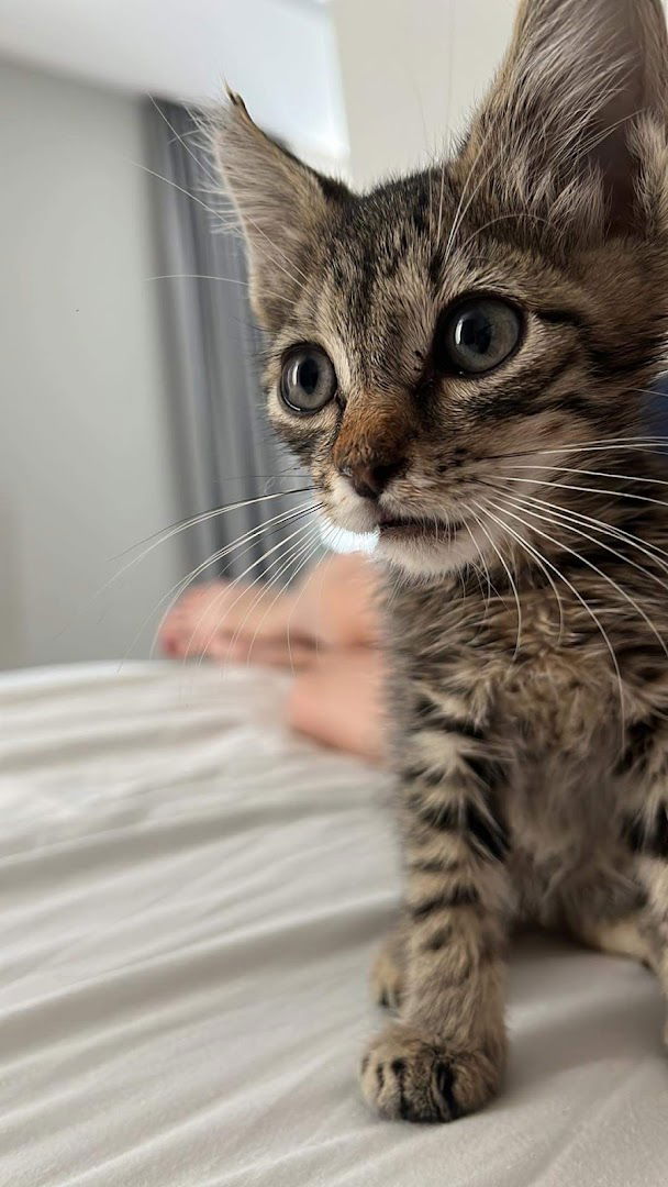 VETERINARSKA AMBULANTA FAUNA d.o.o.