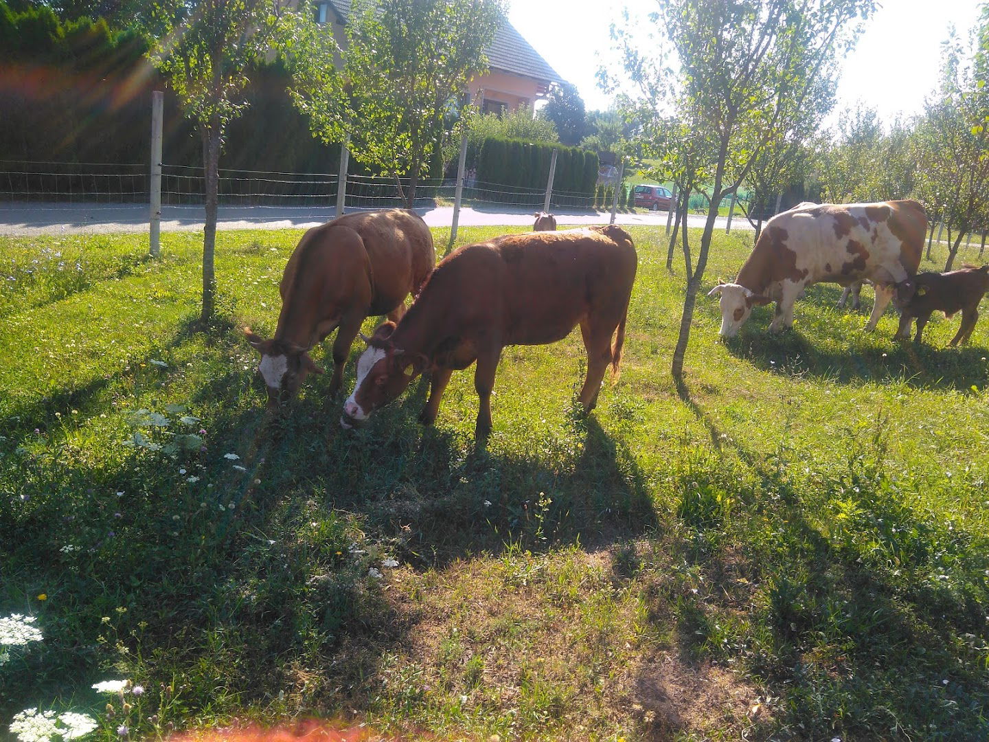 Primož Burgar - Nosilec dopolnilne dejavnosti na kmetiji - Kmetija Burgar