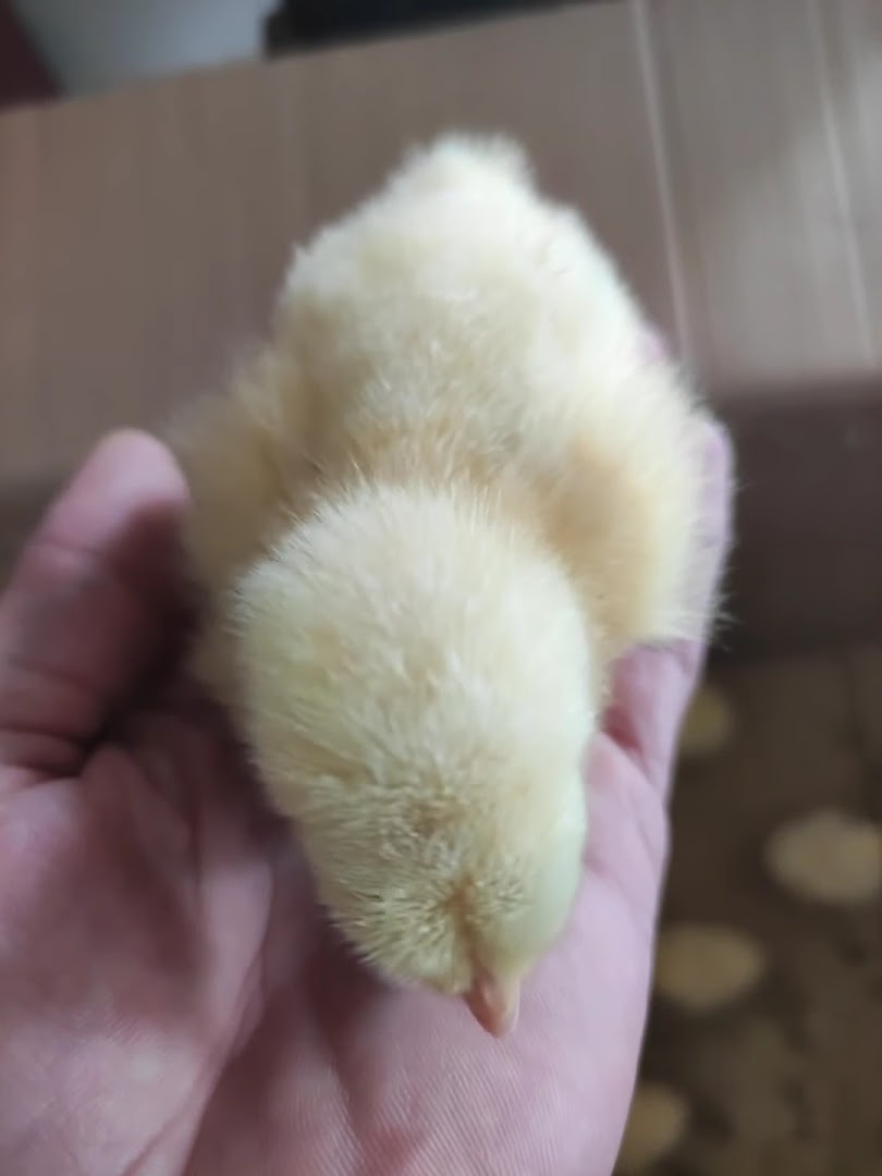 PAPIGA TRGOVINA D.O.O.