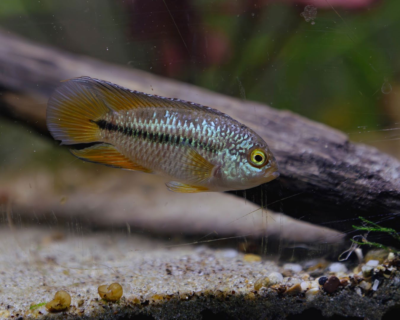 Akvaristika Šimanovci