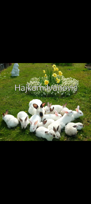 Hajkom kunici "Nenad Ivanovic"