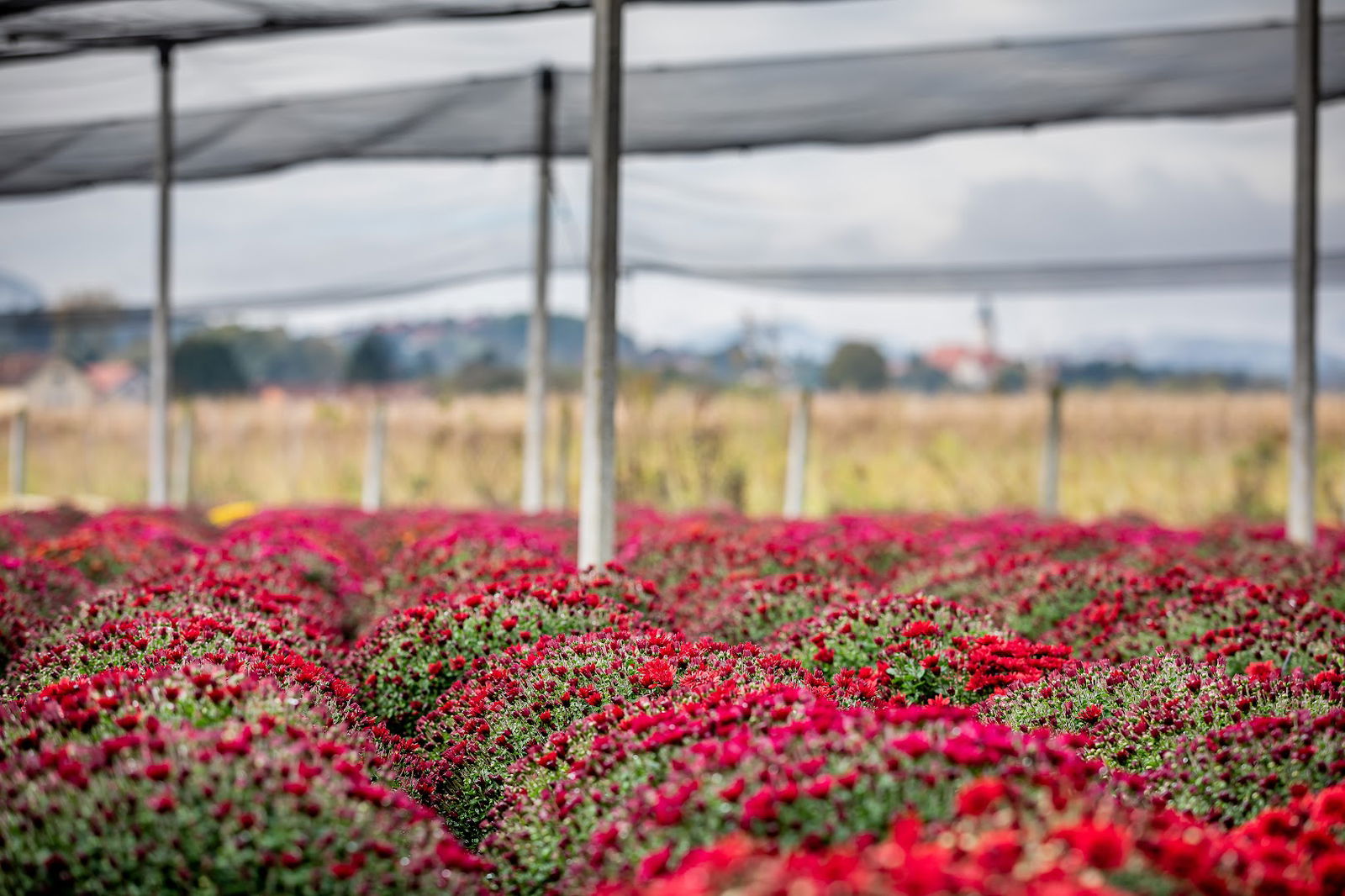 Cvjećarski obrt Cepanec