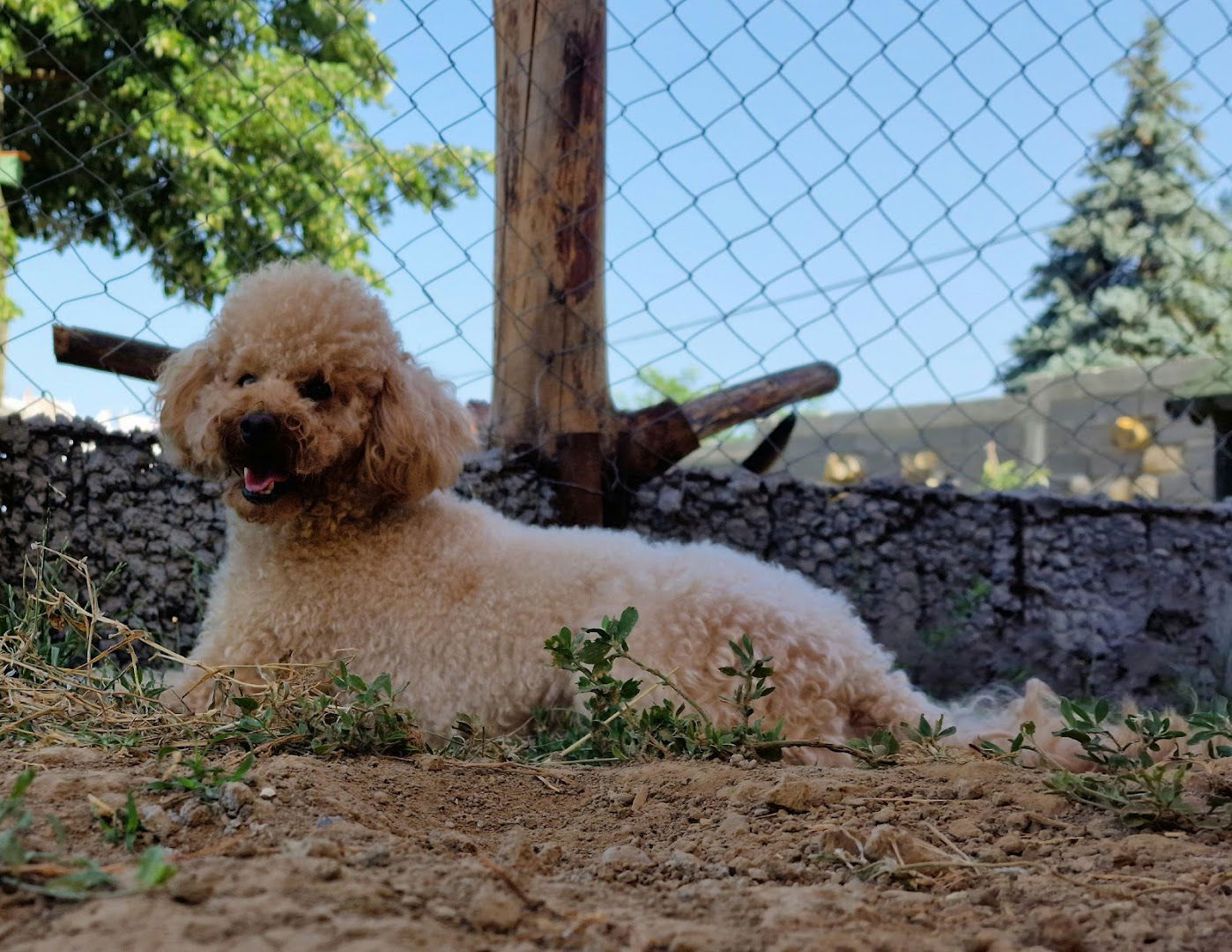 PANSION ZA PSE BARAJEVO