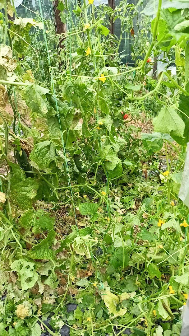 Dom Kulture - Dublje