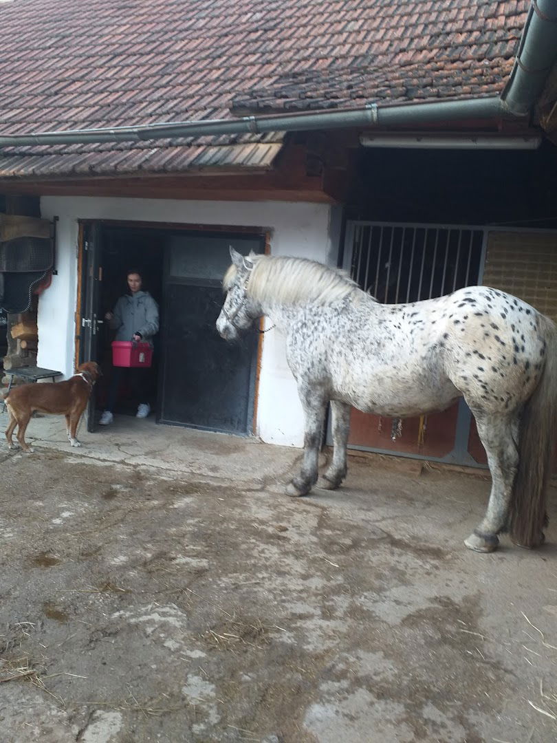 Kmetija Mušič, konjeniške dejavnosti na kmetiji Mušič