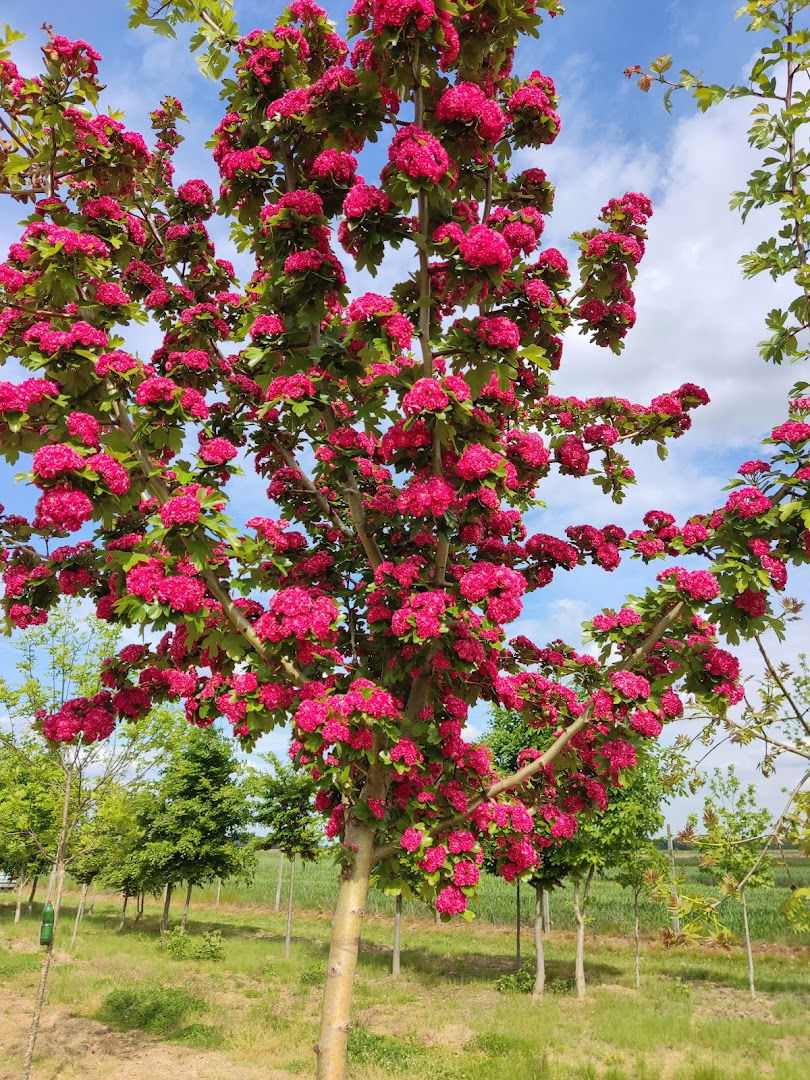 Vrtne sadnice Šincek
