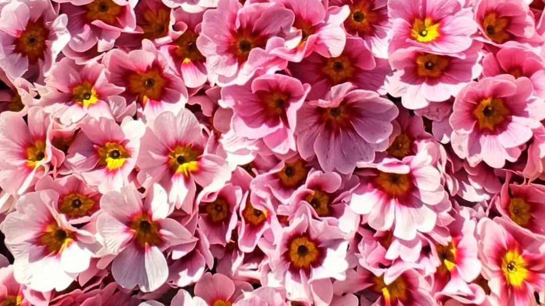 Dimitrijevic rasadnik