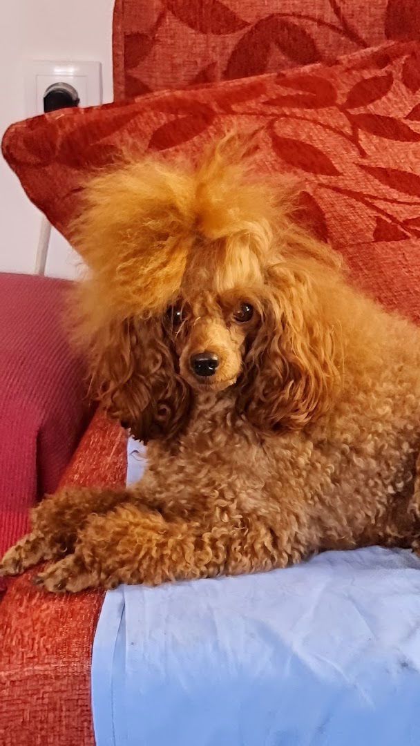 Odgajivacnica pudli i patuljastih snaucera "DUO DEAS"