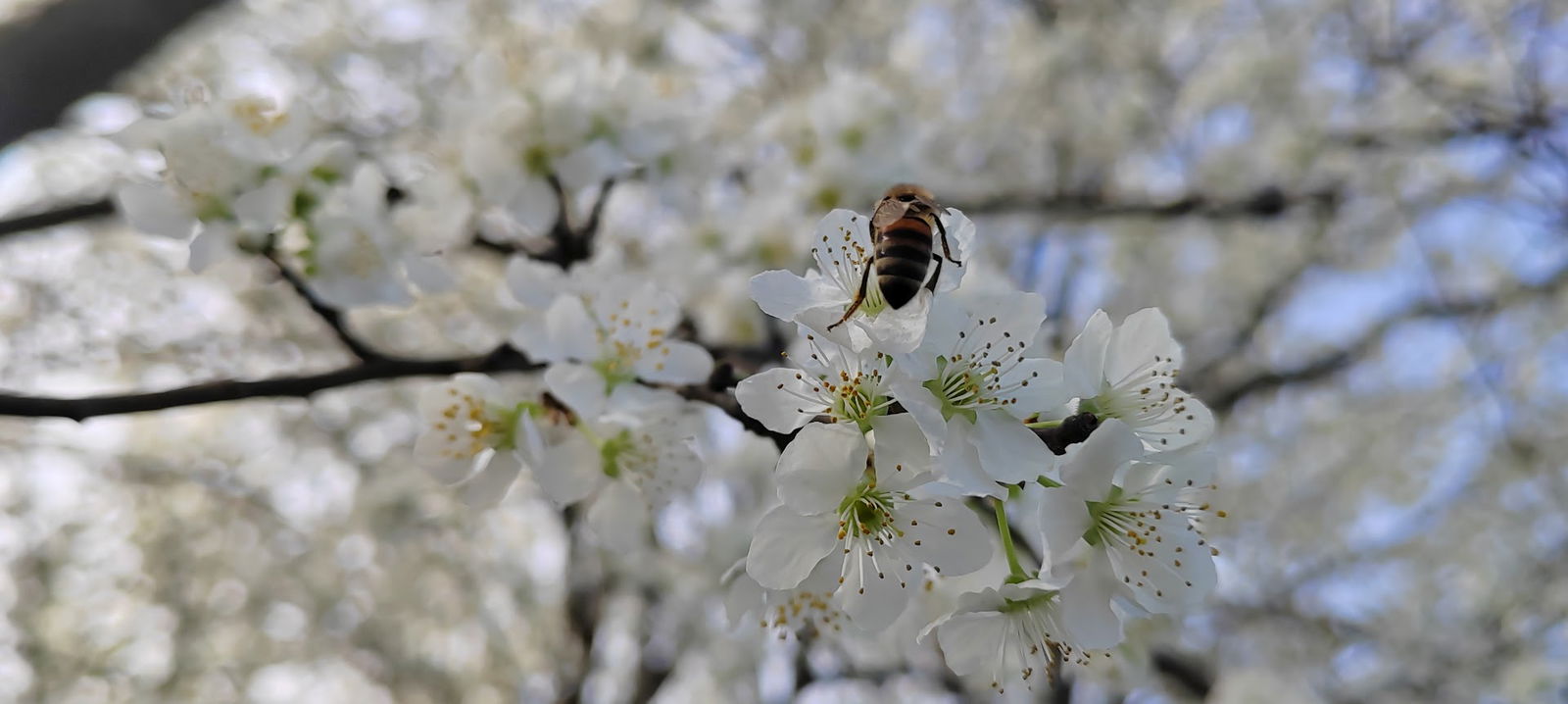 Pčelarska oprema-košnice TASIĆ