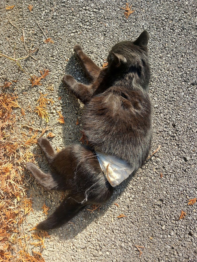 Veterinarska ambulanta Saša Mohač