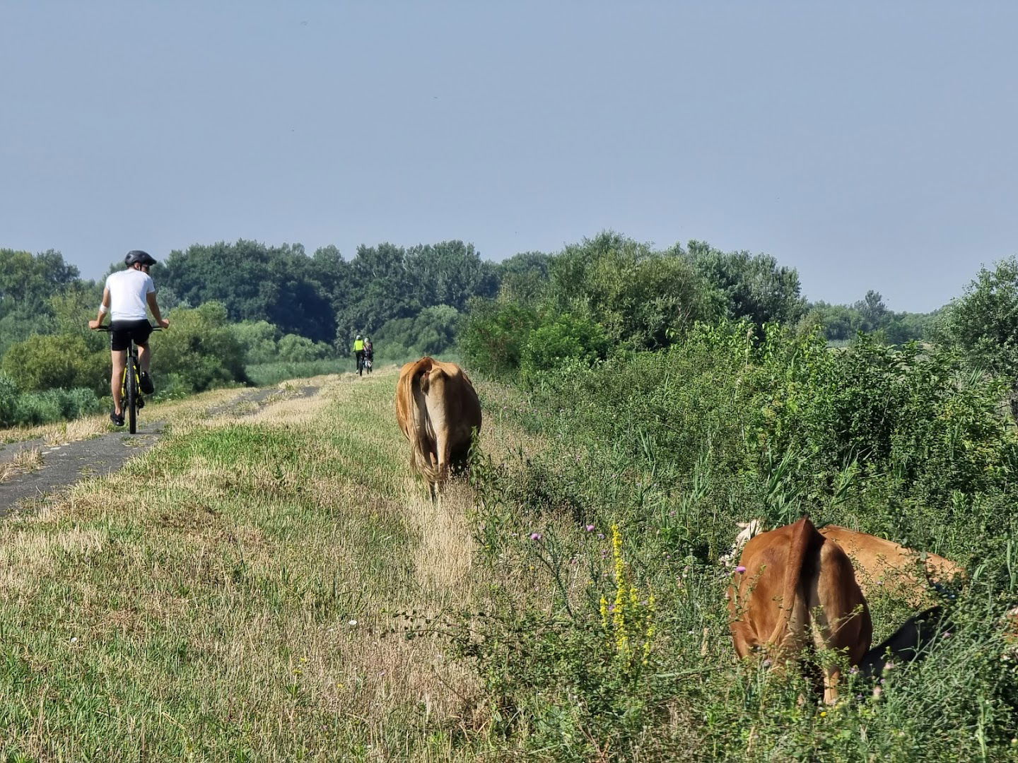 Salcia lui Petőfi Sándor