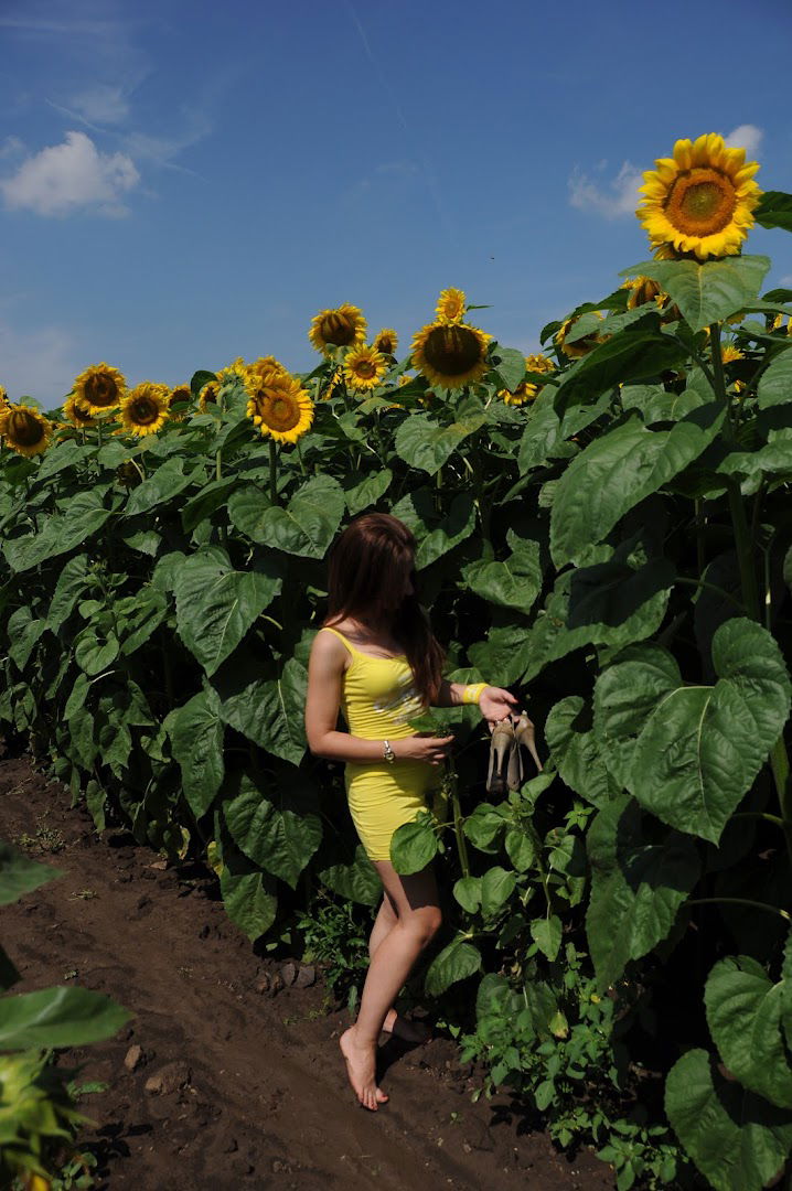 IFVC Oilcrops department