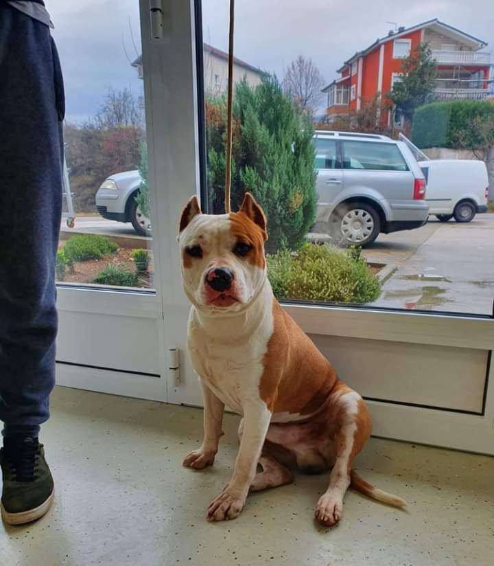 VET PET - Veterinarska stanica Široki Brijeg