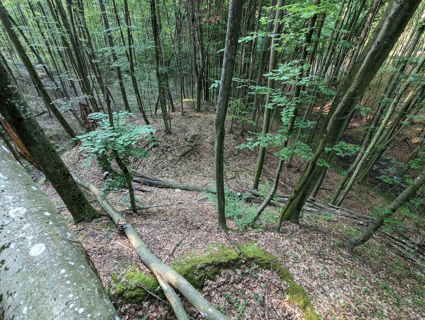 Lokalitet Šuma Obrovi