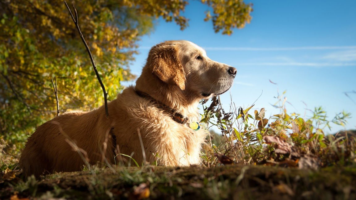 Behavior solutions - dresura i obuka pasa, pansion za pse Beograd