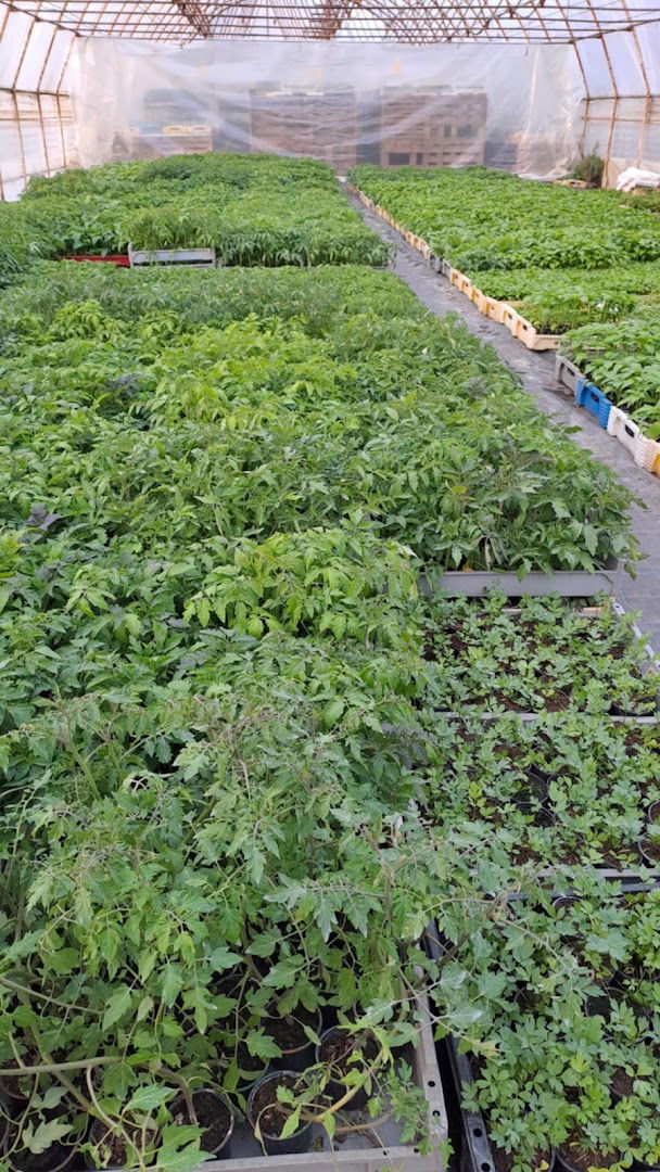 OPG Jasna Pranić - Plastenik