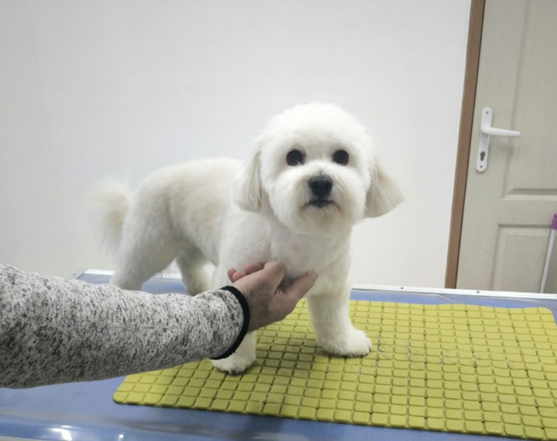 Sisanje pasa Pet Groomer