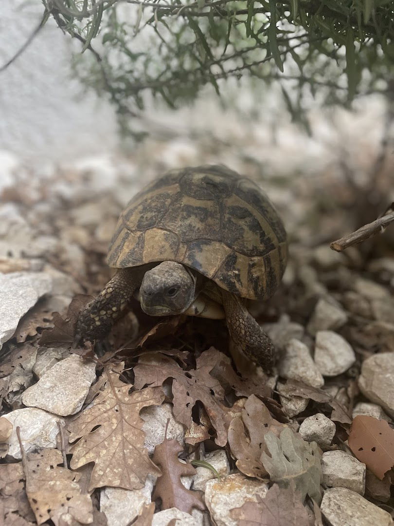 Holiday house Ljubica