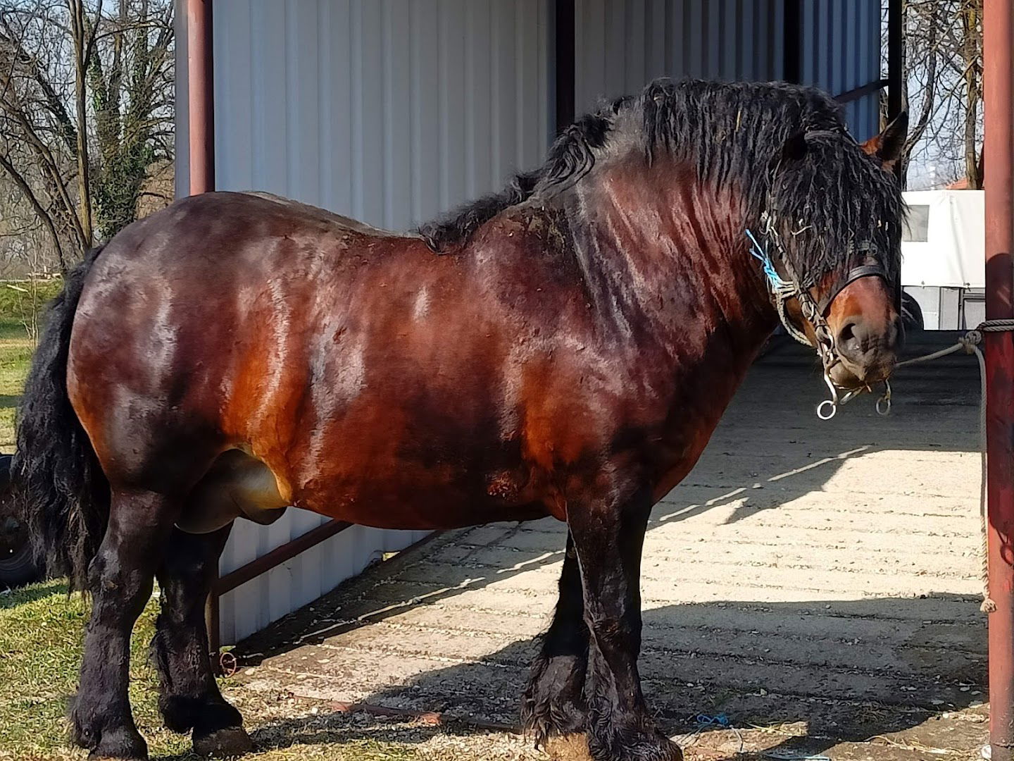 Središnji savez uzgajivača konja hrvatski posavac