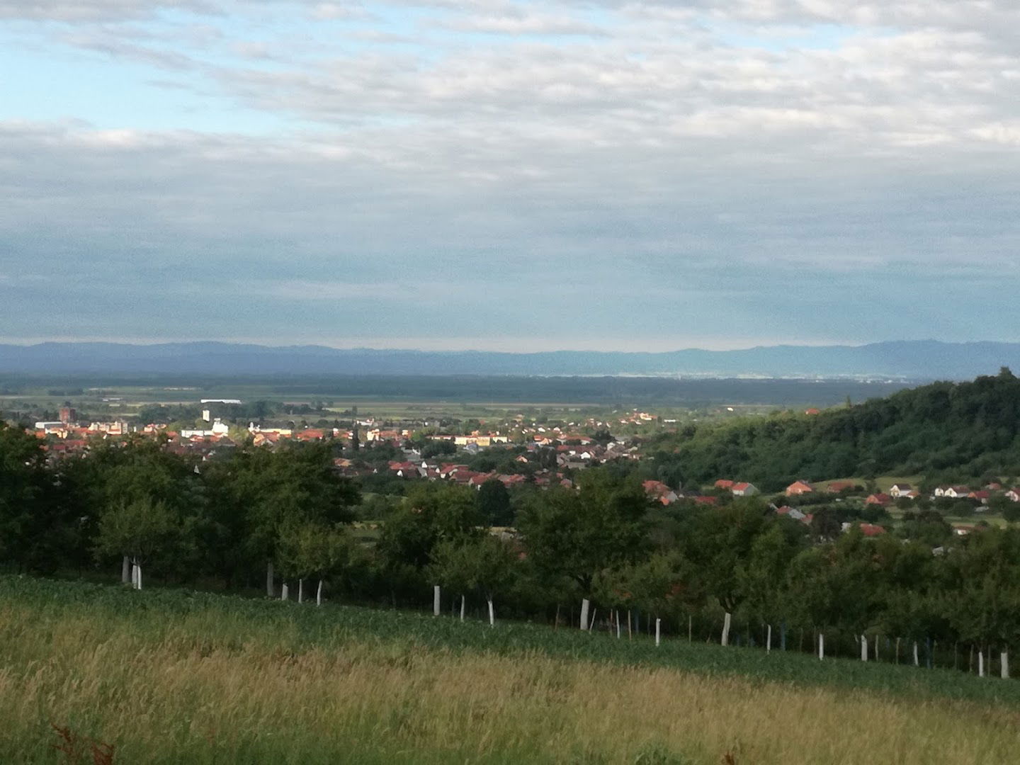 OPG Lazić Stanal-destilerija i ergela konja