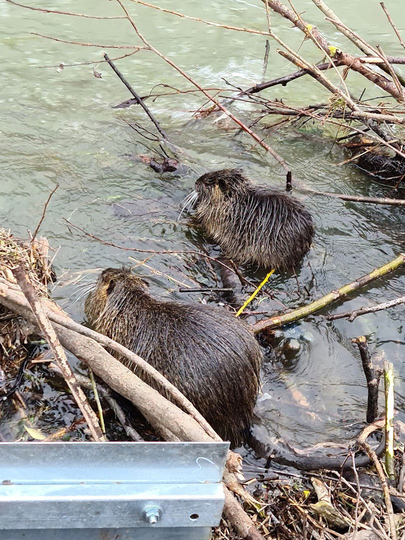 Nutria Feeding grounds Ljubljana