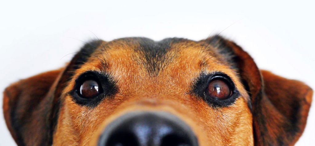 Kinološki klub Samo psi