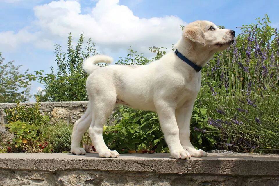 Veterinarska stanica Karlovac