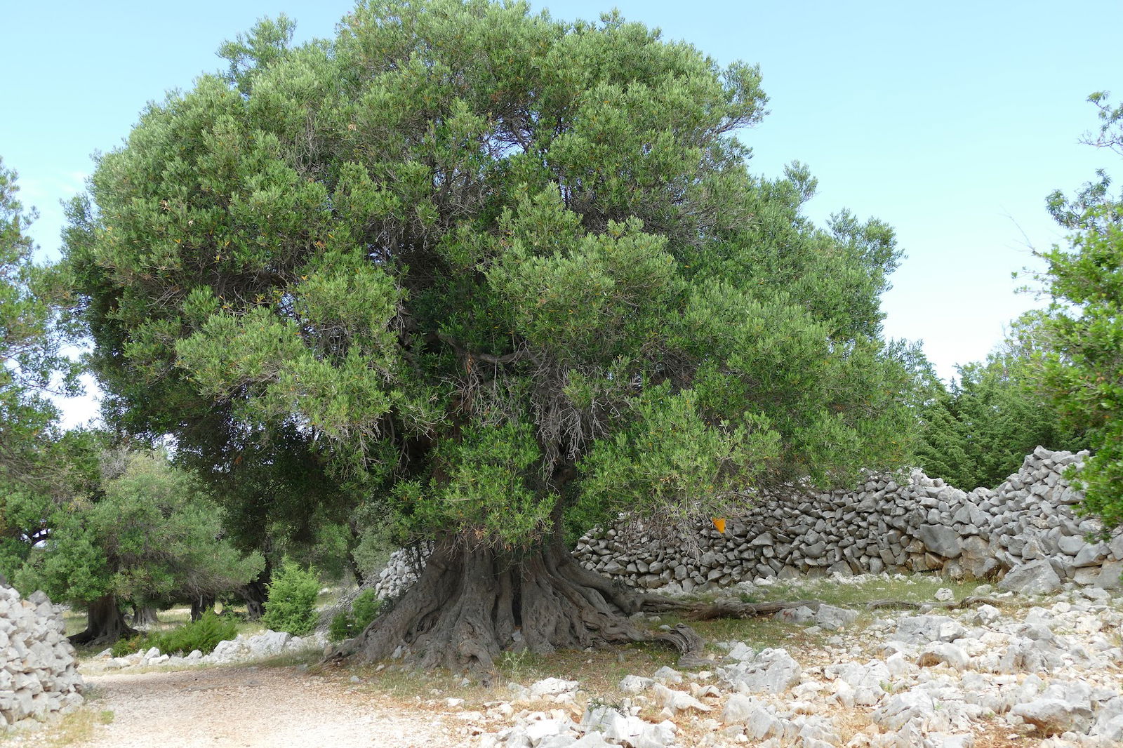 Olive Gardens of Lun