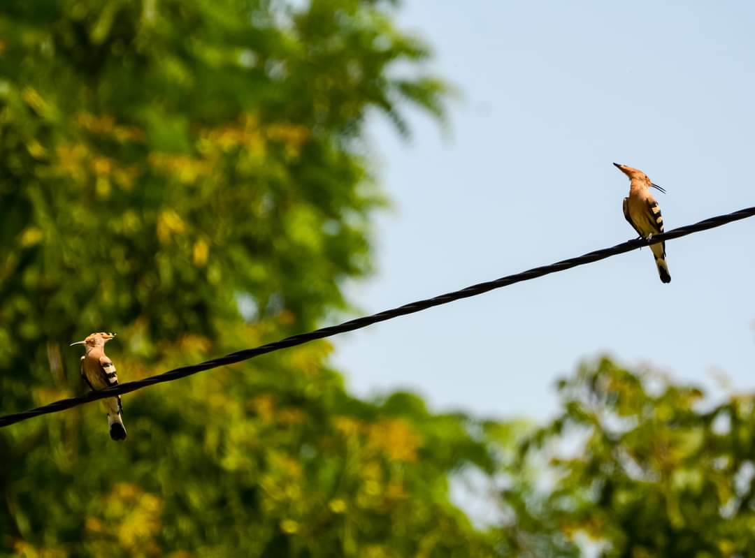 Starčevačka Ada (Birding Place)